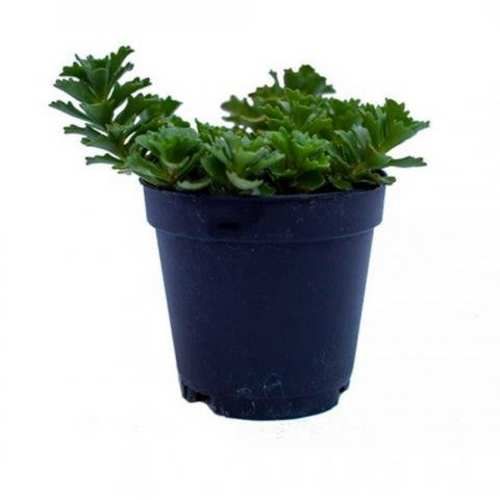 Pack 25 Und Mini Suculentas En Maceta Negra