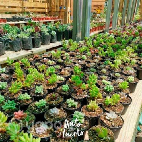 Pack 25 Und Mini Suculentas En Maceta Negra
