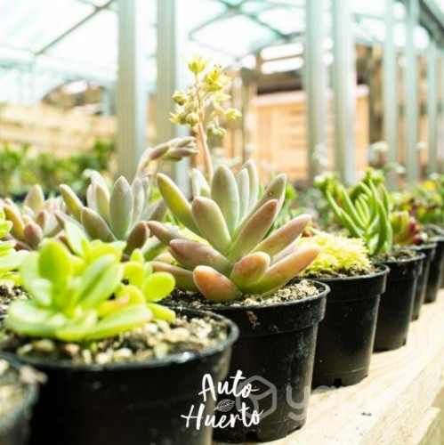 Pack 25 Und Mini Suculentas En Maceta Negra