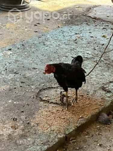Gallito y pavo