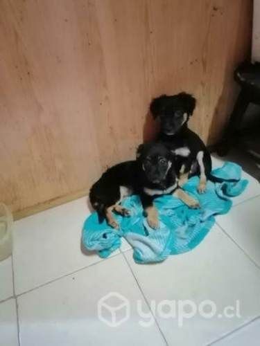 Se regalan hermosas cachorritas de 3 meses