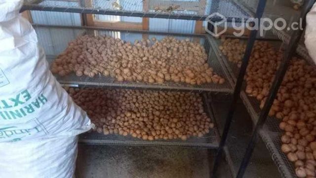 Nueces del año variedad ser