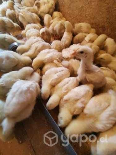 Pollos broilers