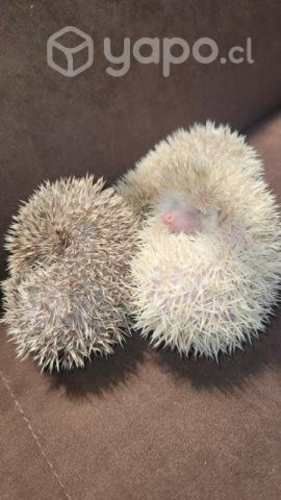 Eriso macho color crema