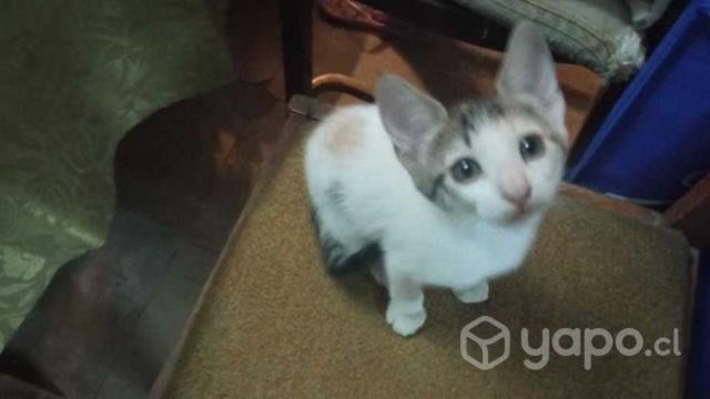 Regalo gatita a domicilio