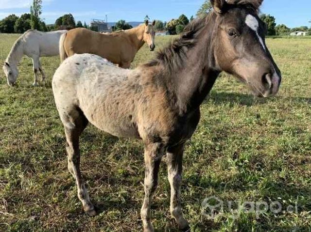 Potrillo Appaloosa inscrito