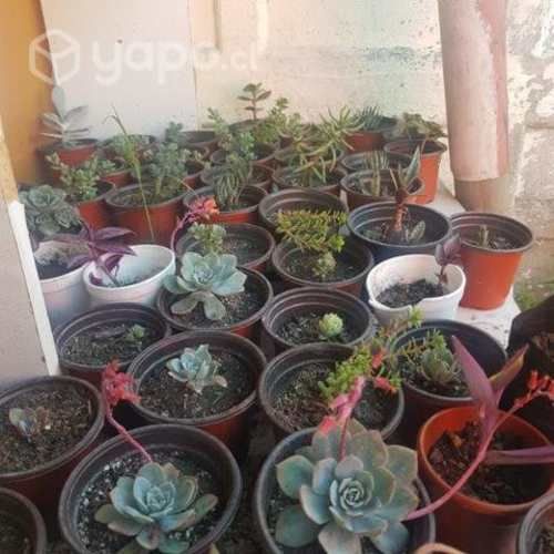 Plantas de Interior