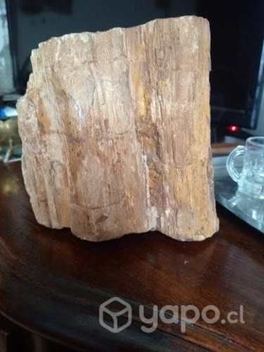 Antigua madera petrificada