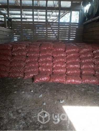 Semillas papas patagonia