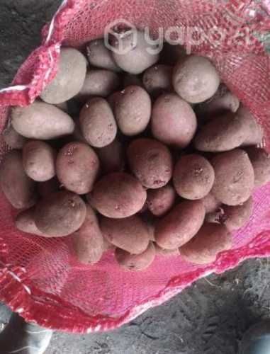 Semillas papas patagonia