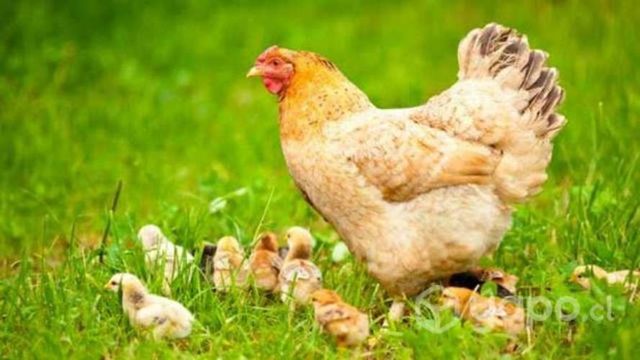 Gallina con pollitos