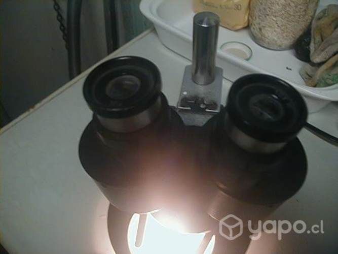 Microscopio binocular