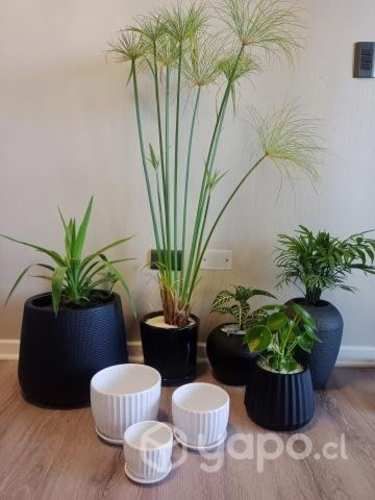 Macetas plásticas y cerámicas diseños exclusivos