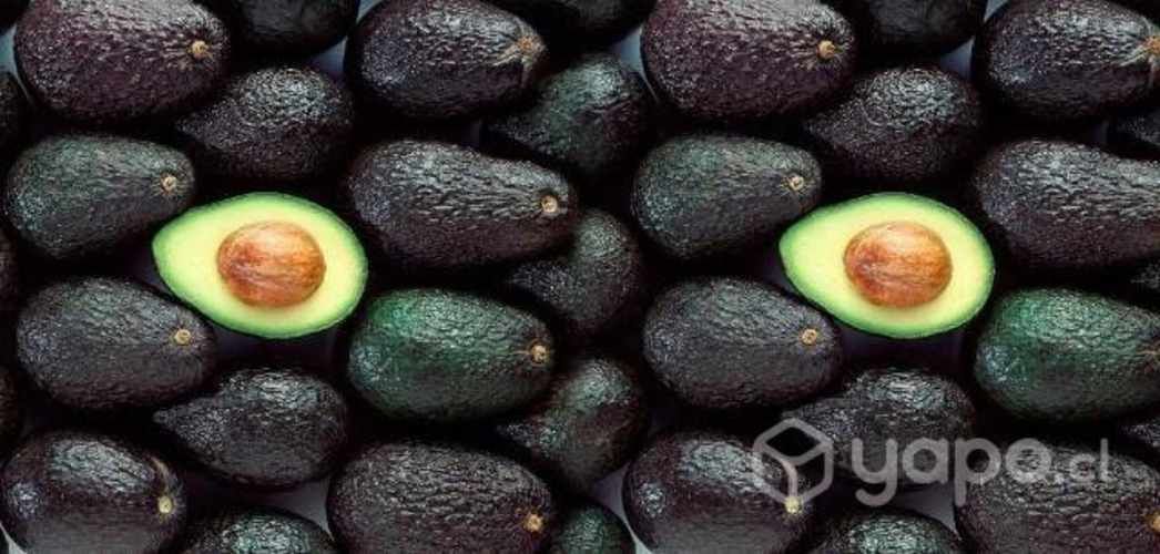 Palta hass por mayor a domicilio