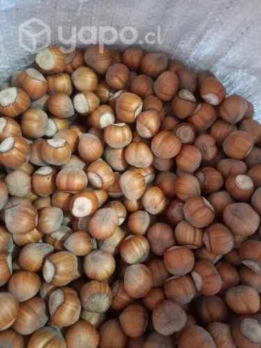 Avellanas europeas por mayor