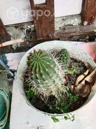 cactus son de 50 cm de alto aproximadamen