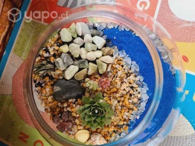 Terrario de suculentas