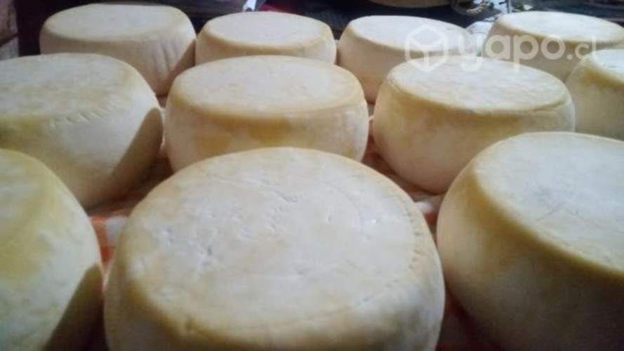 Quesos pasteurizados 1kg aprox