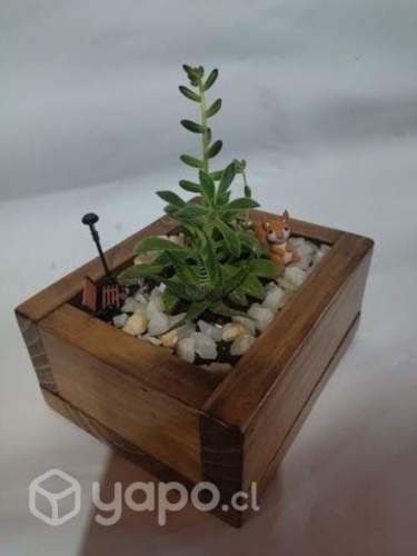 Lindo terrario ideal sala de estar, baño terraza