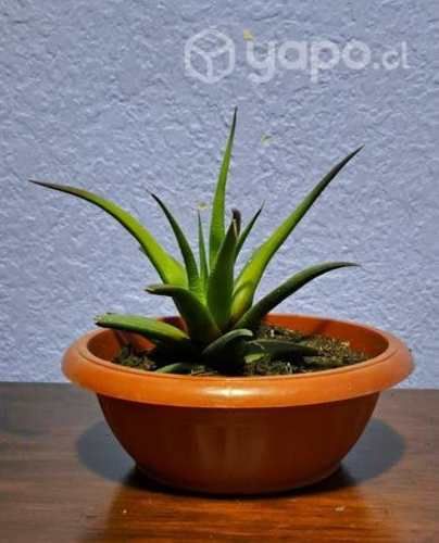 Alma verde (suculenta)