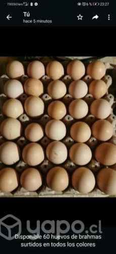 Huevos de campo 100 % de gallinas felices