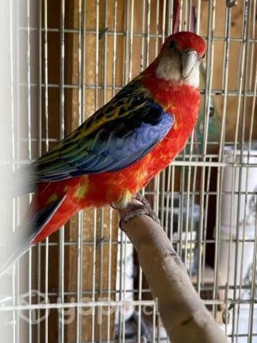 Rosella hembra anillada con documentación