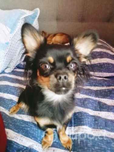 Perrita Chihuahua busca novio