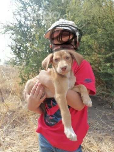 Cachorros se regalan