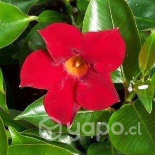 Jazmín Rojo/ Dipladenia / Mandevilla