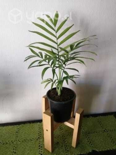 Palmera Chamaedorea con porta maceta a domicilio