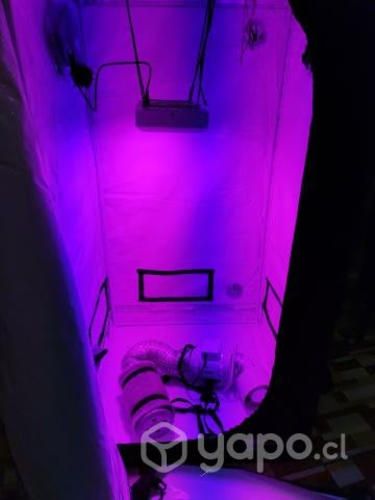 Indoor MP80 Delux Edition 80X80X160