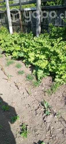 Ruibarbo, Ciboulette, Menta.