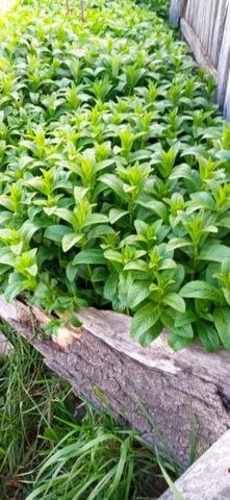 Ruibarbo, Ciboulette, Menta.