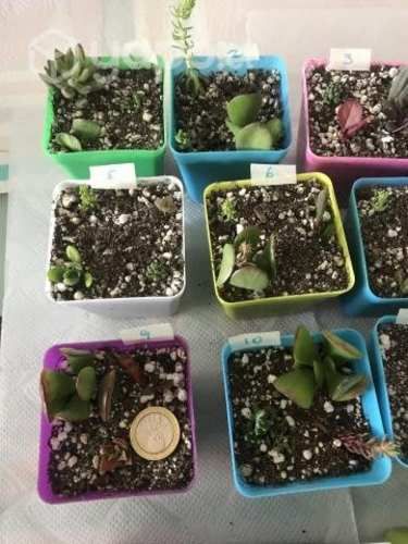 Suculentas pequeñas