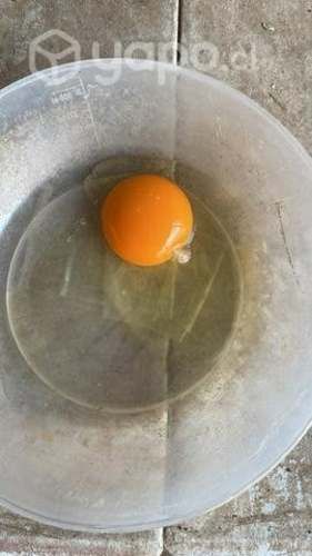 Alimento ponedora para gallinas/ sacos 20 kg