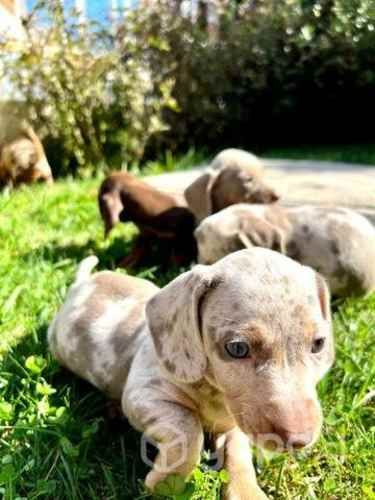 Cachorros salchichas exoticos
