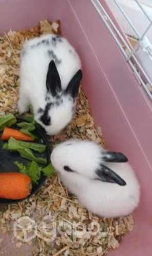 Se regalan conejitos para mascota