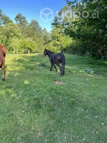 Caballo chileno