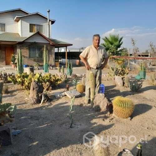 Cactus y suculentas...Batuco