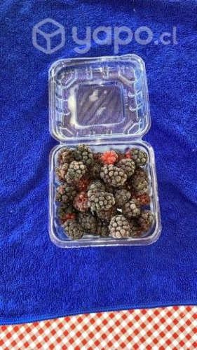 Contenedor pote c/Bisagra (900 unidades)