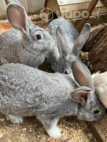 Conejos gigantes de Flandes
