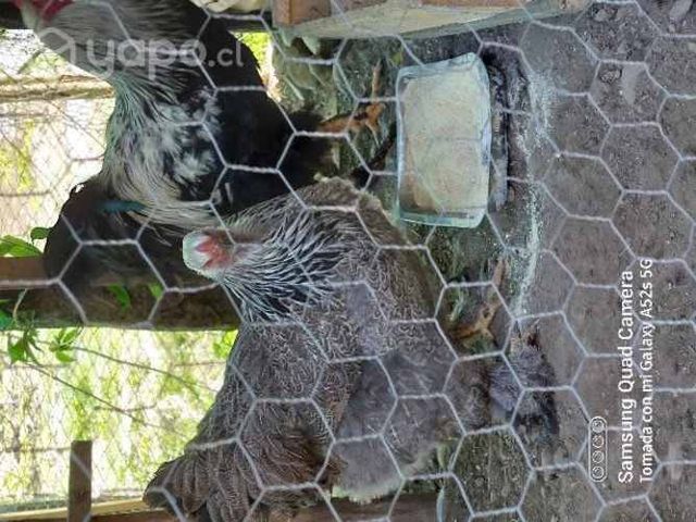Pareja Brhama Gallinas Gallo