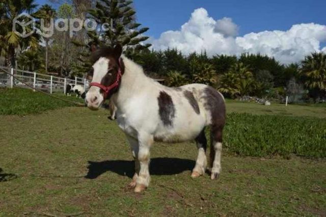 Caballito poni