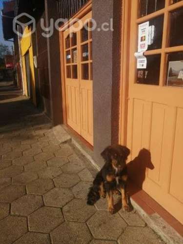 Adopcion responsable tofu