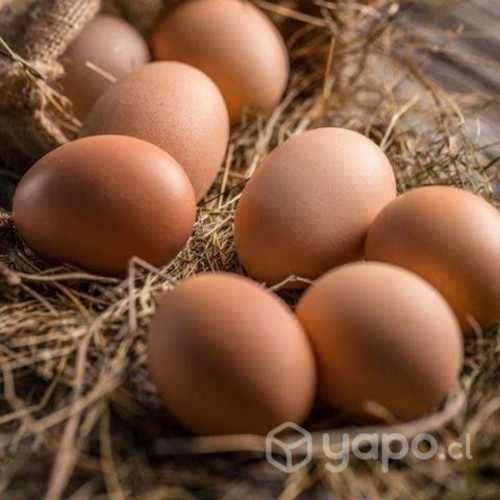 Huevos fresquitos de campo