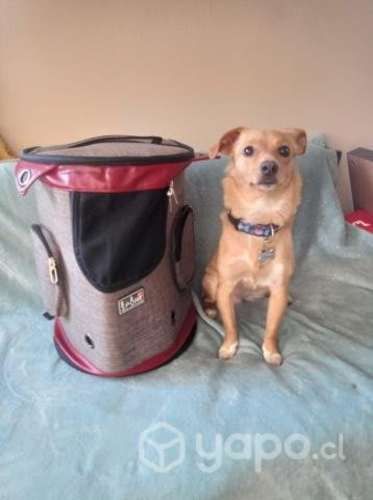 Mochila De Transporte Para Perros O Gatos