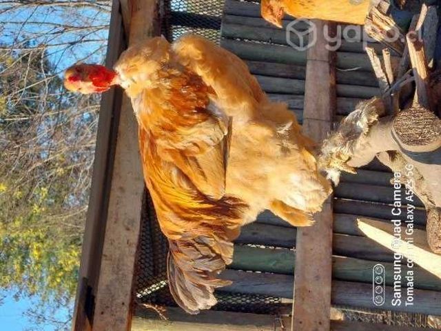 Gallo Cogote Pelado mezcla brhama muy lindo