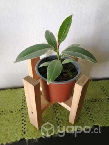 Gomero Doescheri con porta maceta a domicilio