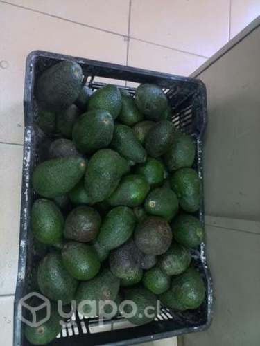 Paltas hass chilenas