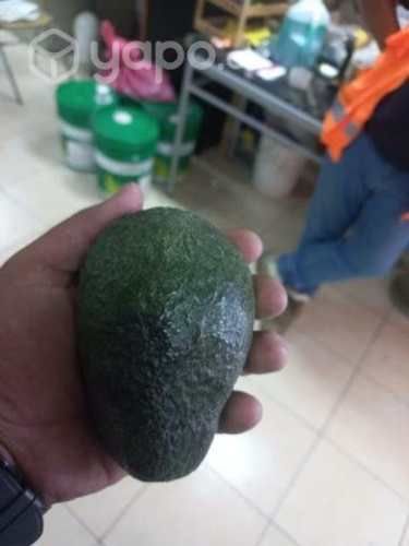 Paltas hass chilenas